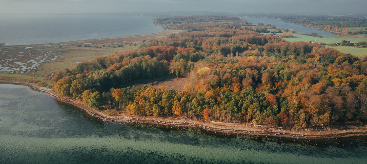 Dronefoto af Thurø Rev - falmede træer, strand og rev