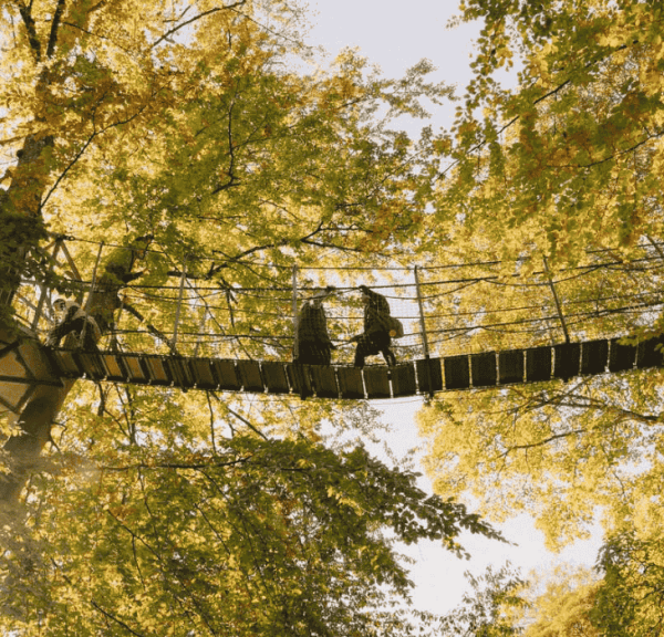 Tre mennesker går på en hængebro oppe i trækronerne på nogle høje egetræer en solskinsrig efterårsdag
