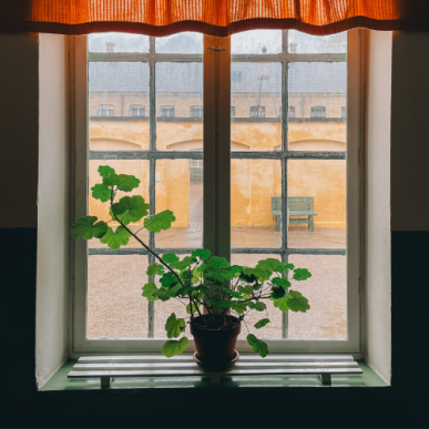 Et vindue med orange gardiner og en stueplante og en gulmalet gårdplads udenfor