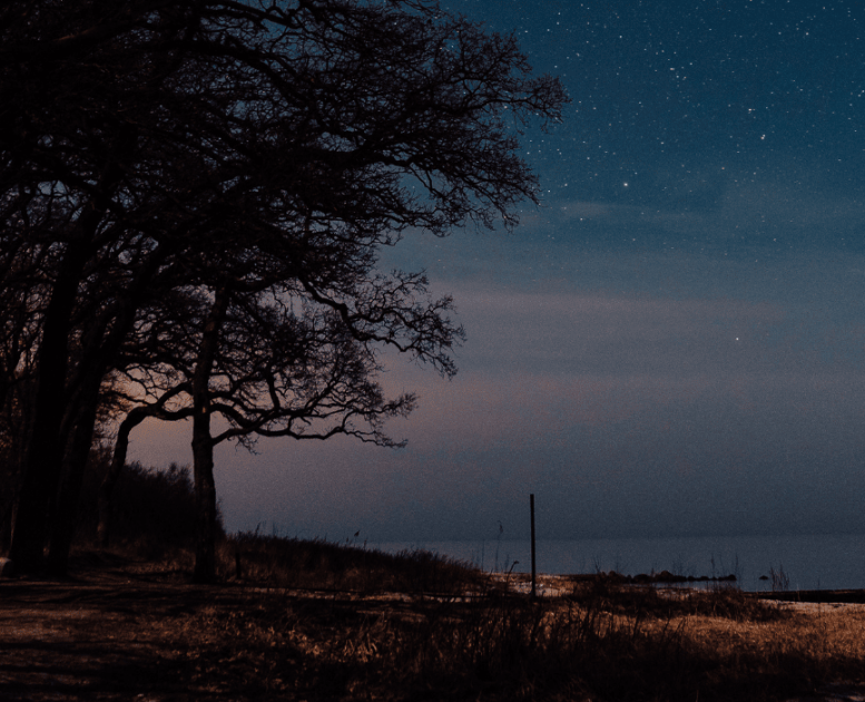 En nattehimmel med stjerner på en strand med træer helt ned til kysten