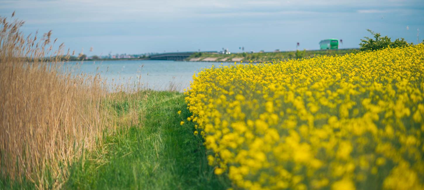 Closeup-billede af rapsmark ud til vandet.