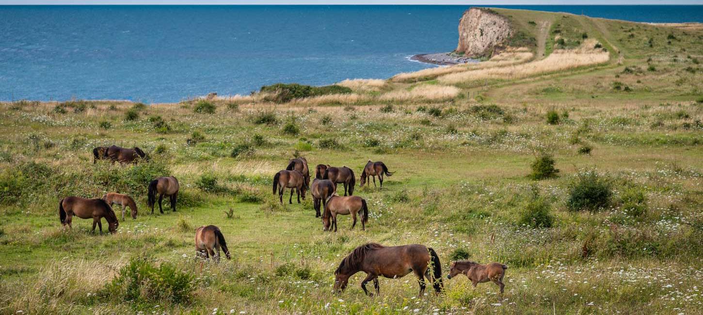 vilde heste sommer langeland natur