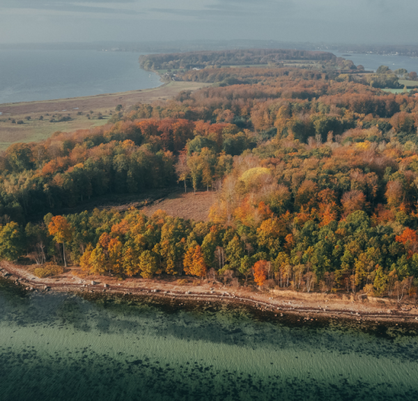 Dronefoto af Thurø Rev - falmede træer, strand og rev