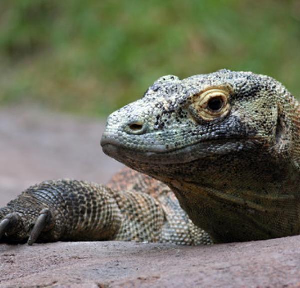 En komodovaran hos Vissenbjerg Reptile Zoo