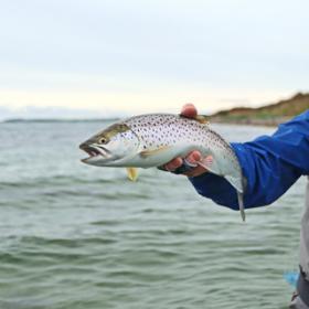 En havørred bliver holdt af en fisker i waders, som står i havet